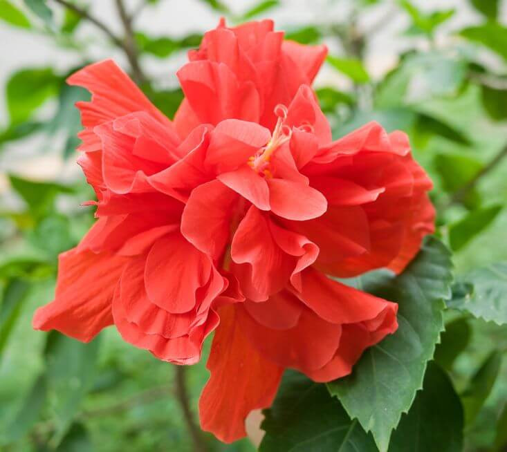 Hibiscus Rosa-sinensis 'Red Dragon' (Tropical Hibiscus)